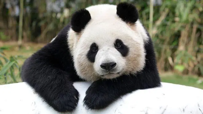 Cina, panda maltrattati dallo staff dello zoo: il web si indigna