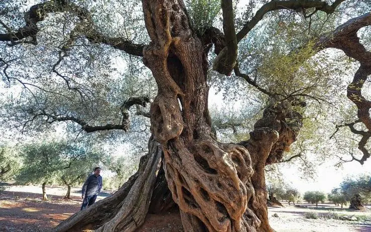 In Puglia, la Xilella continua a distruggere gli ulivi