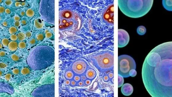 Sempre più vicino l’Atlante delle cellule umane. Eccone altre 500 mila