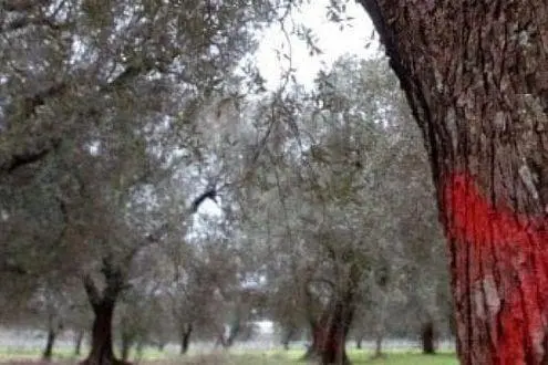 Secondo uno studio, l’insetto vettore della xylella percorre 400 metri in una stagione