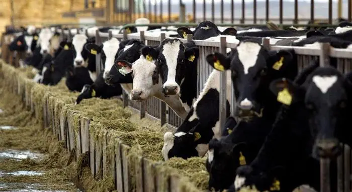 Meno carne in tavola per ridurre le emissioni di azoto