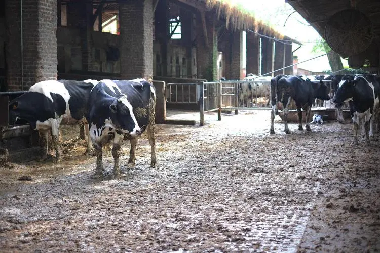 Borgo San Lorenzo, oggi torna la Fiera agricola mugellana