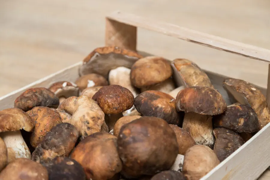 Toscana, è boom di funghi “precoci”