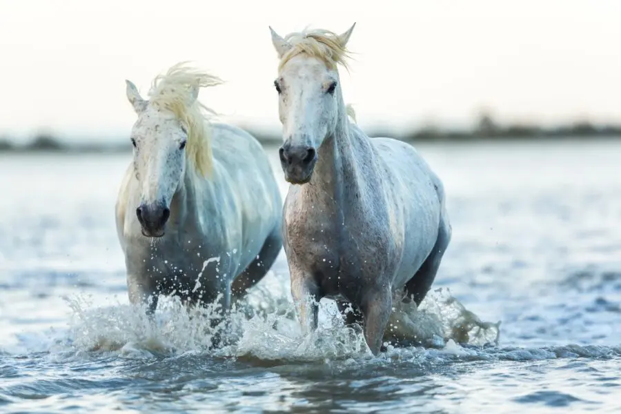 Il turismo equestre spinge l’enogastronomia Italiana